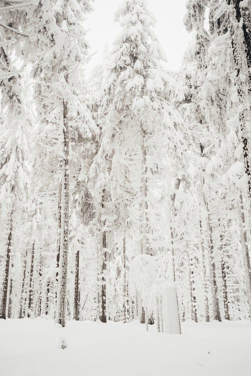 Freestanding Tree Winter Stock Photo 241921129