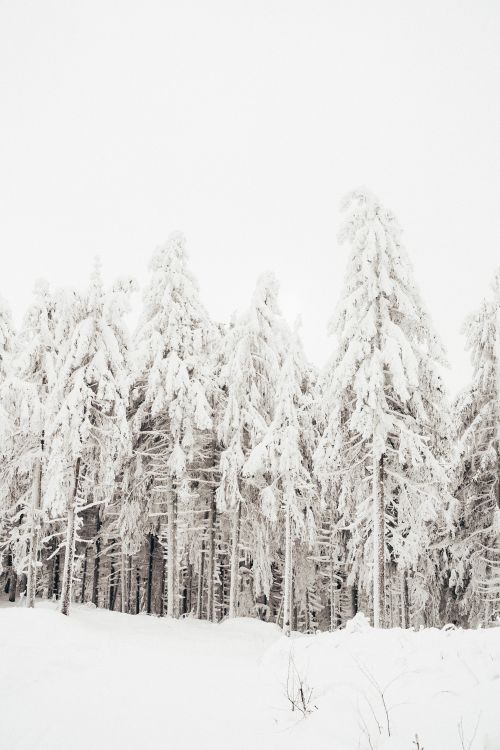 Free Serene snow-covered forest with tall trees blanketed in white, ideal for winter themes. Stock Photo