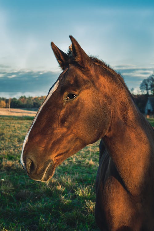 Foto d'estoc gratuïta de animal, cap, cavall