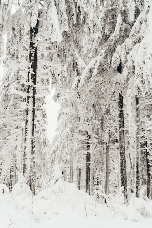 Snow Covered Forest on Winter Season