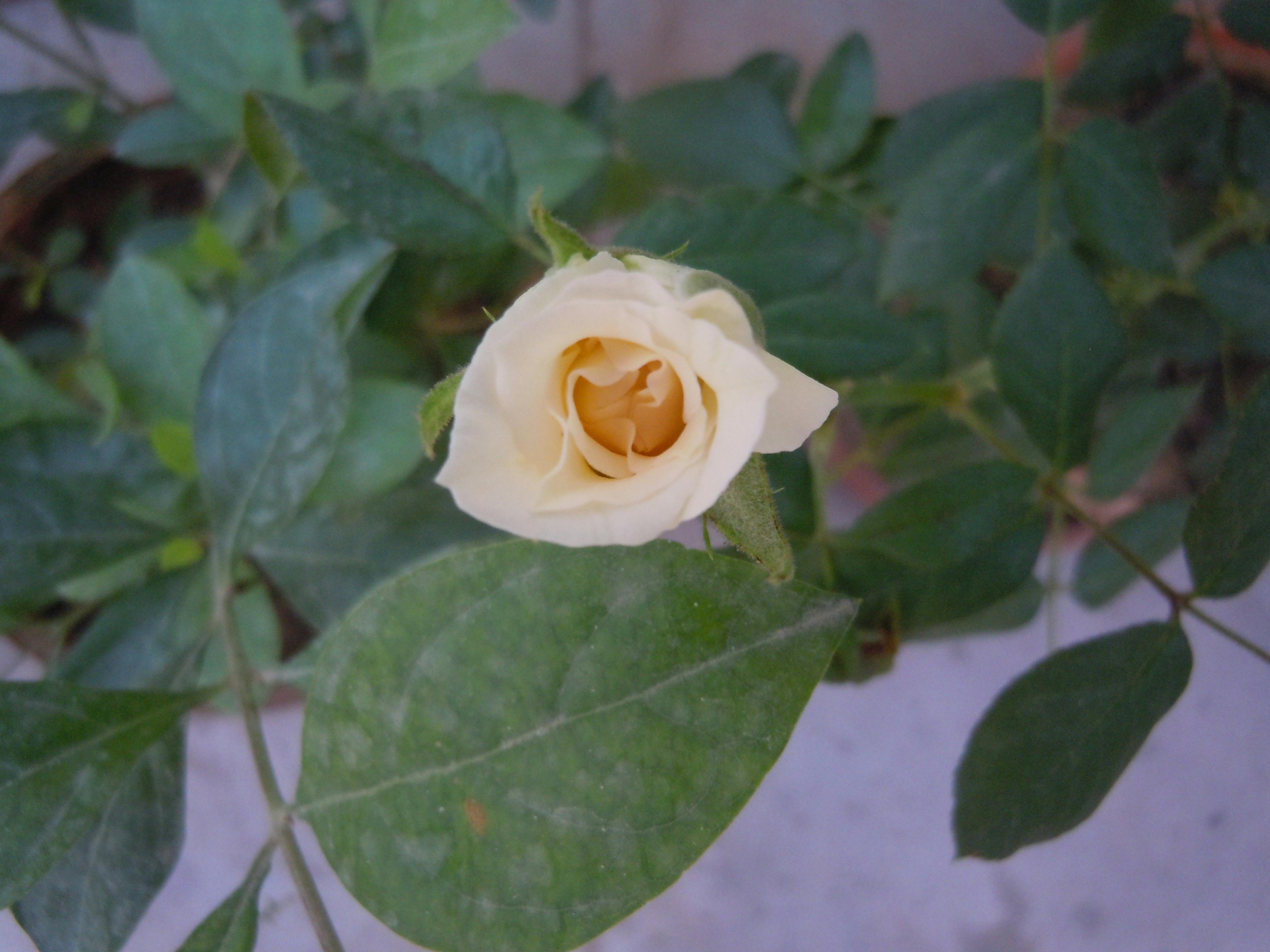 Free stock photo of white rose