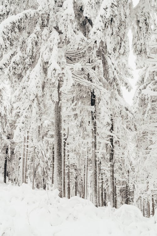Gratis stockfoto met achtergrond, bomen, ijs