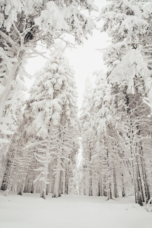 Foto profissional grátis de ao ar livre, árvores, coberto de neve