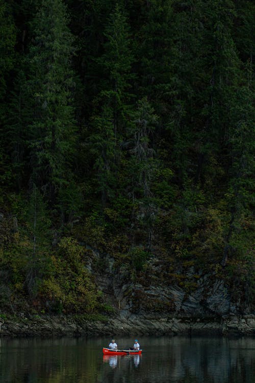 Ingyenes stockfotó erdő, fák, folyó témában Stockfotó