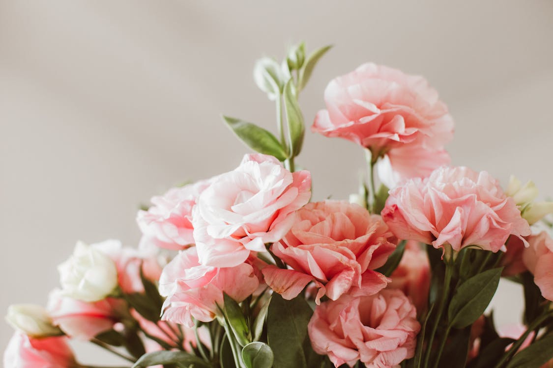 A Close-Up Shot a Bouquet of Peony Flowers · Free Stock Photo