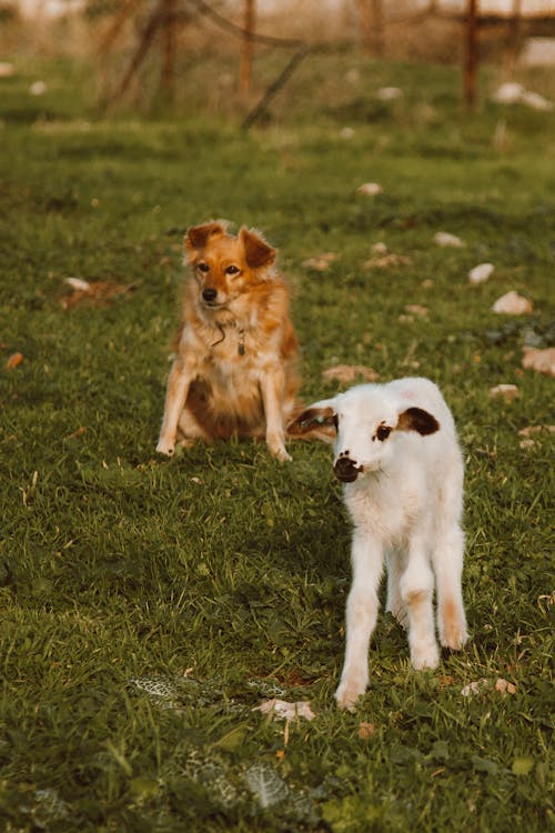 A Brown Short Coated Dog Sitting on Grass with a White Young Goat