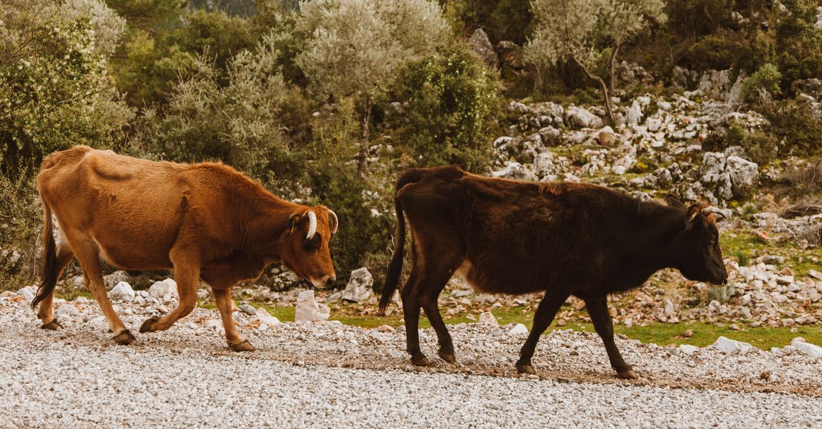 Cows Walking on an Unpaved Pathway · Free Stock Photo