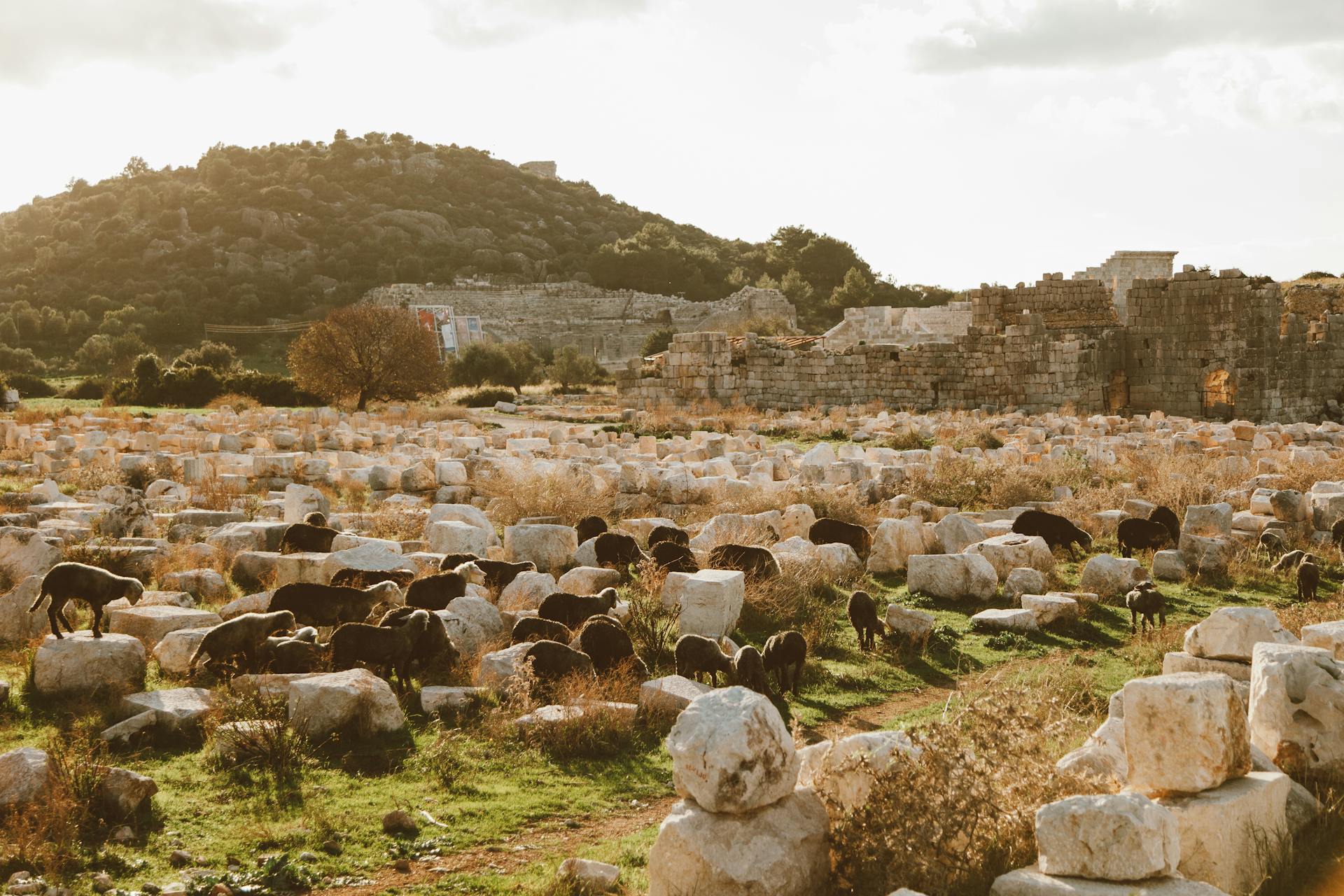 Sheep Grazing on a Pasture Full of Rocks