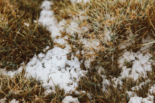 Detailed shot of grass covered with frost and light snow, capturing the essence of winter outdoors.