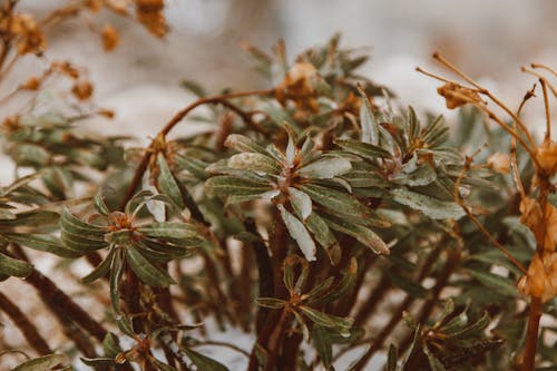 A Tree with Wet Green Leaves