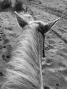 Grayscale Photo of Horse