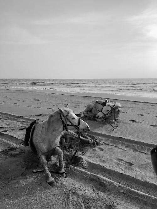 Δωρεάν στοκ φωτογραφιών με ακτή, άλογα, άμμος
