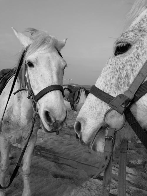 Grayscale Photo of a Horse