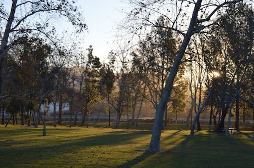 公園, 冬季, 叶儿 的 免费素材图片