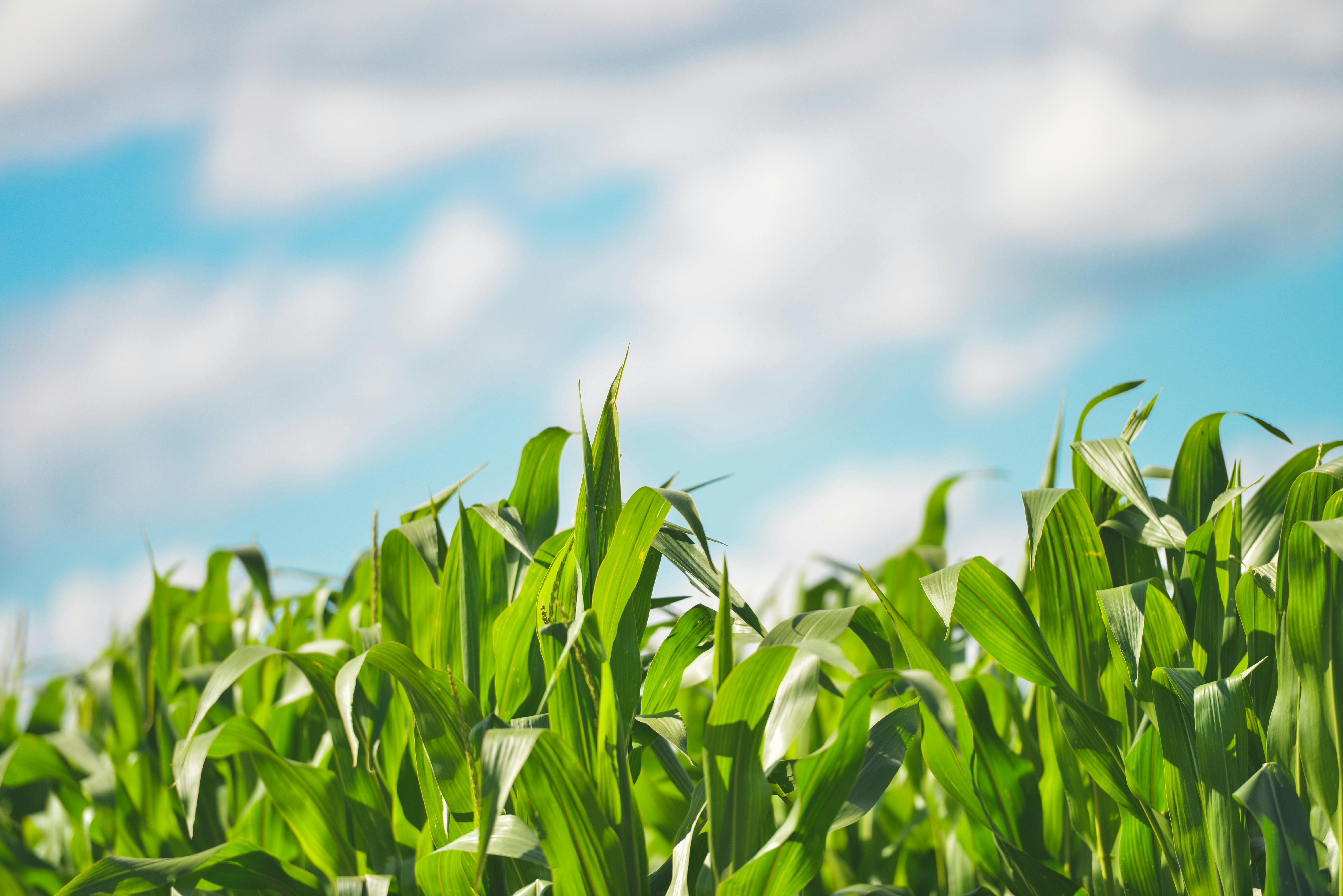 Corn Field during Daytime · Free Stock Photo