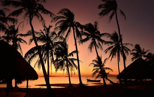Základová fotografie zdarma na téma dovolená, kambodža, kokosové palmy