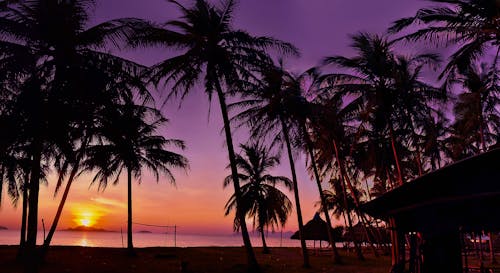 Fotobanka s bezplatnými fotkami na tému breh, kambodža, kokosové palmy