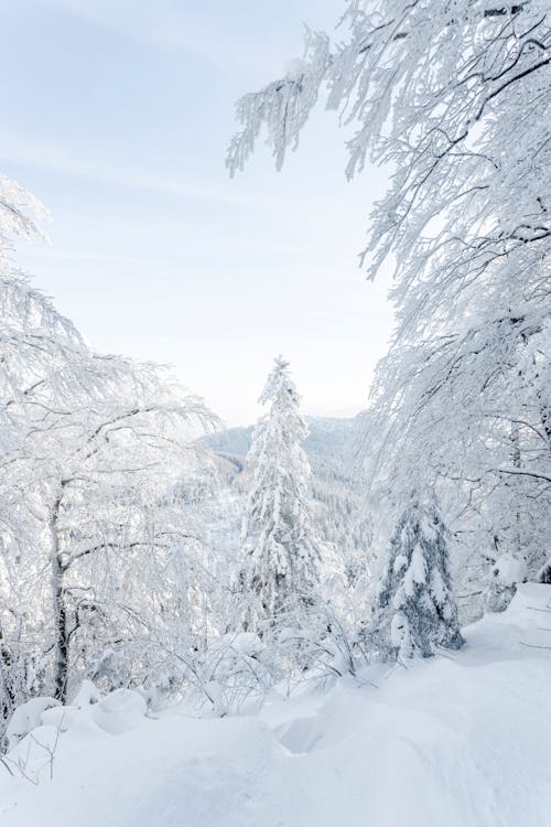 Photos gratuites de arbres couverts de neige, france, froid