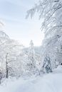 Snow Covered Trees