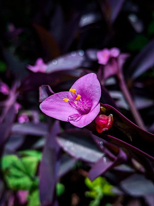 Kostnadsfri bild av blomfotografi, blomma, kronblad