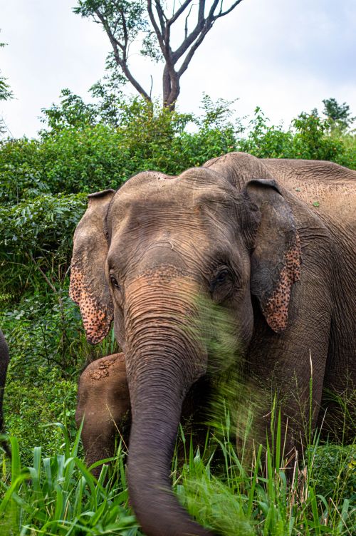 Free Close-up of an Asian elephant in a lush natural habitat, highlighting its majestic presence and the vibrant surroundings. Stock Photo