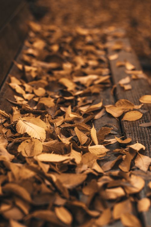 Free A heartwarming close-up of scattered dry leaves in warm autumn tones on a wooden surface. Stock Photo