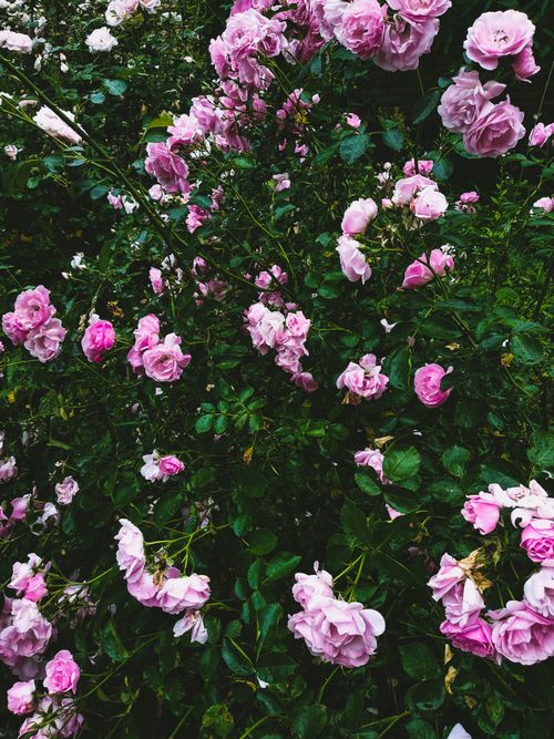 Free Beautiful cluster of pink roses in full bloom, showcasing nature's vivid colors in a lush garden. Stock Photo