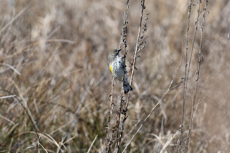 Golden Finch Perching On Grass