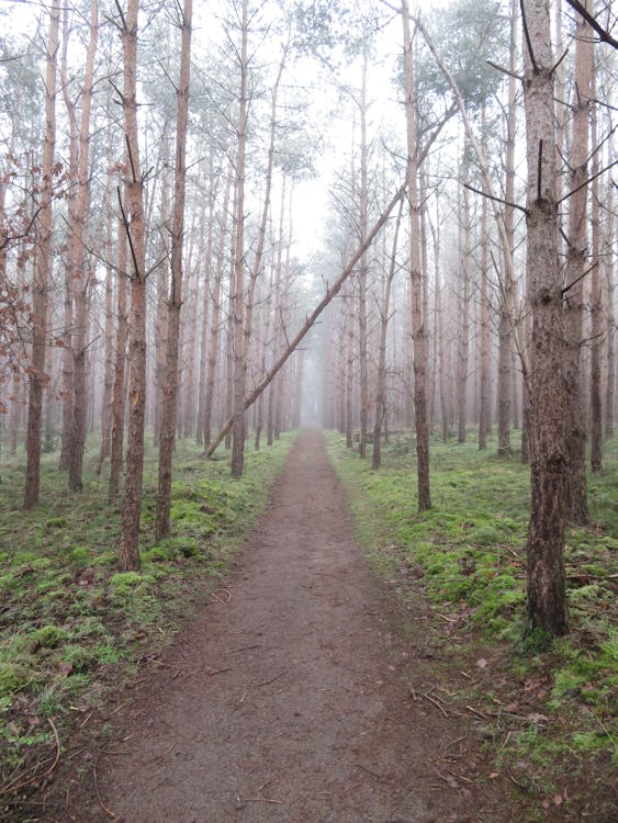 Pathway Between Trees · Free Stock Photo