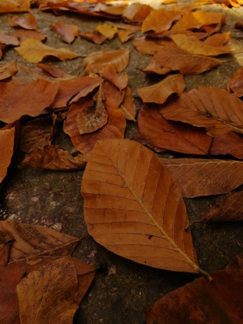 Free stock photo of autumn, autumn leaf, leaf
