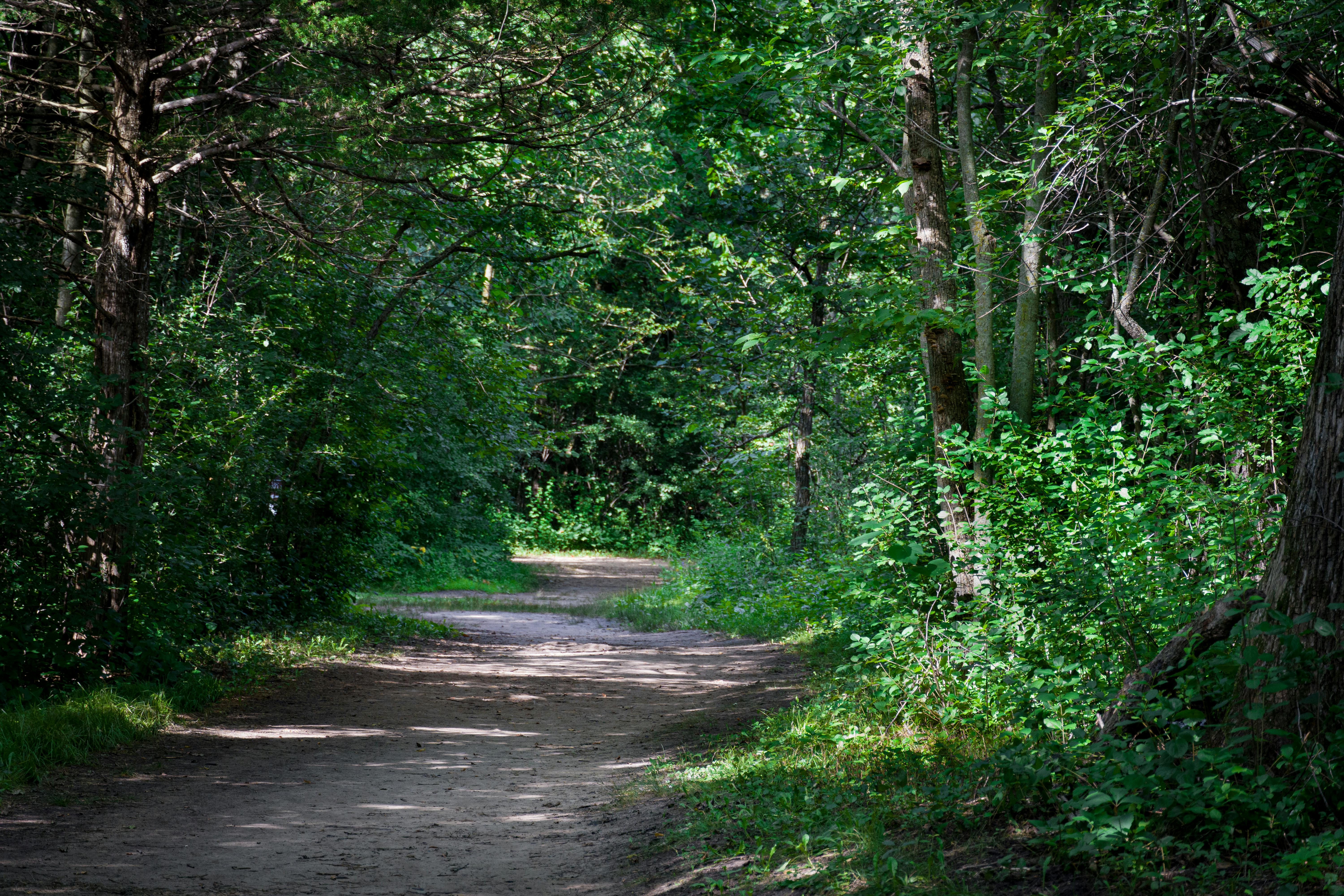 DuPage Forest Preserve executive director leaving for city manager job in Florida — Photo by Kevin Neiner on Pexels