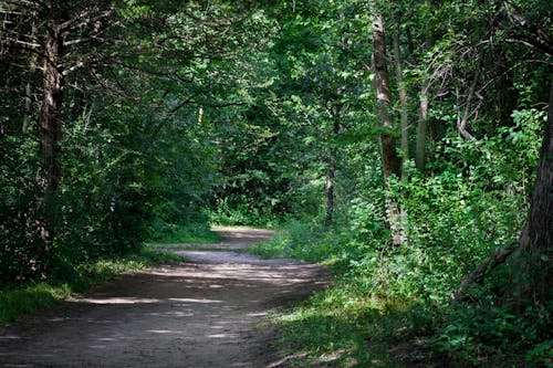 Free A Pathway Between Lush Green Trees Stock Photo