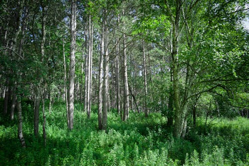 View of a Forest