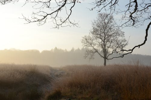 Fotobanka s bezplatnými fotkami na tému hmla, vetvy