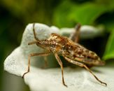 Detailed macro image of a Western conifer seed bug on a leaf.