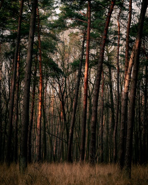 Kostenloses Stock Foto zu bäume, natur, umwelt