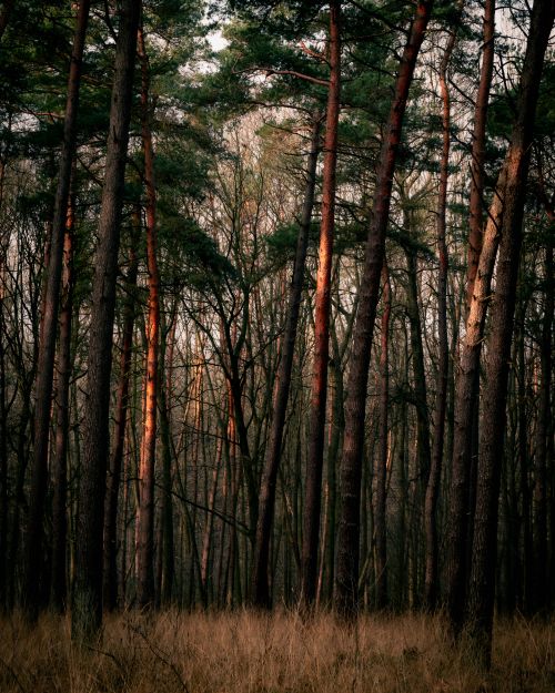 Free Tranquil scene of tall trees in a dense forest, showcasing natural beauty and calmness. Stock Photo