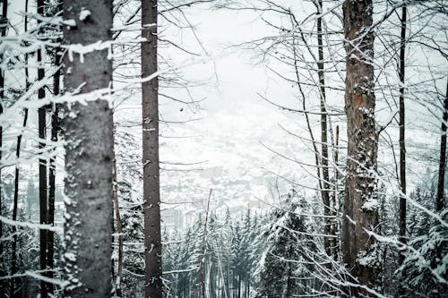 Darmowe zdjęcie z galerii z drzewa, gałęzie, pokryte śniegiem