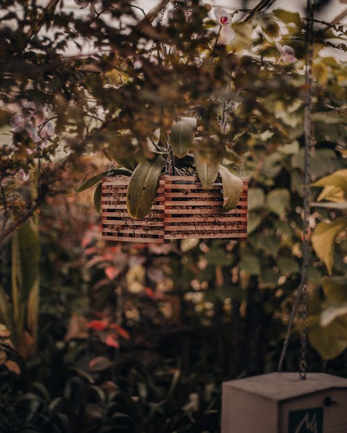 A Green Leafy Plant in a Wooden Pot Hanging