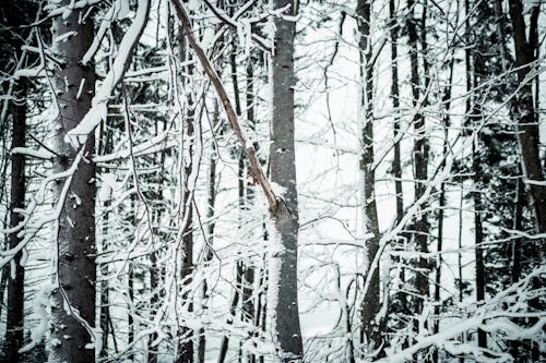 Fotos de stock gratuitas de cubierto de nieve, escarcha, frío