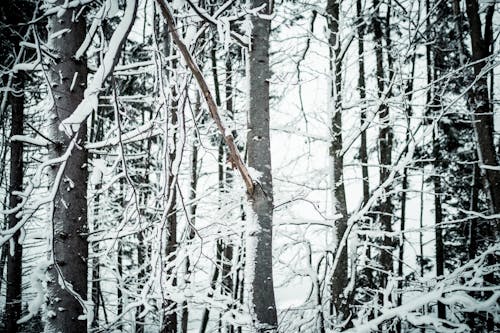 Ilmainen kuvapankkikuva tunnisteilla flunssa, kuura, lehdetön