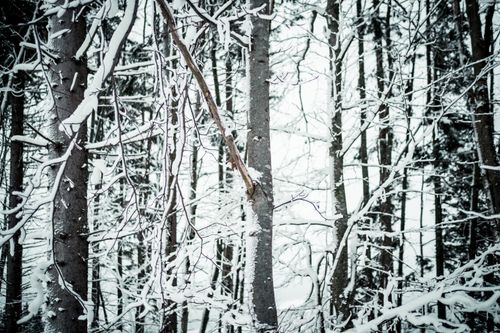 Free A serene winter forest with snow-covered trees creating a beautiful and tranquil landscape. Stock Photo