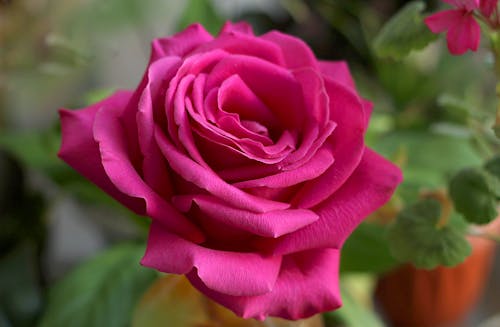 Free A Beautiful Pink Rose in Full Bloom Stock Photo