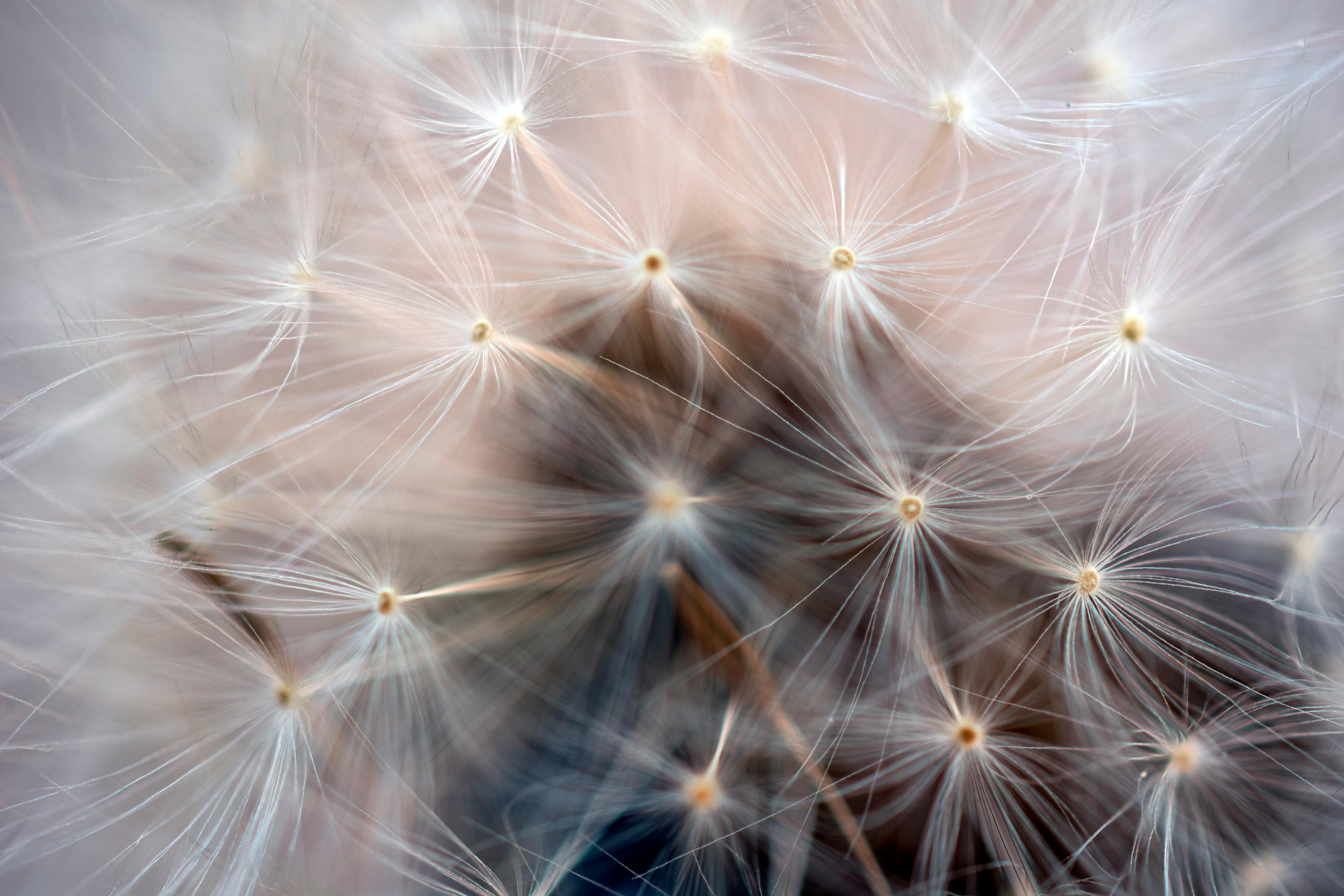 Wildflower Seeds Photos, Download The BEST Free Wildflower Seeds Stock Photos & HD Images