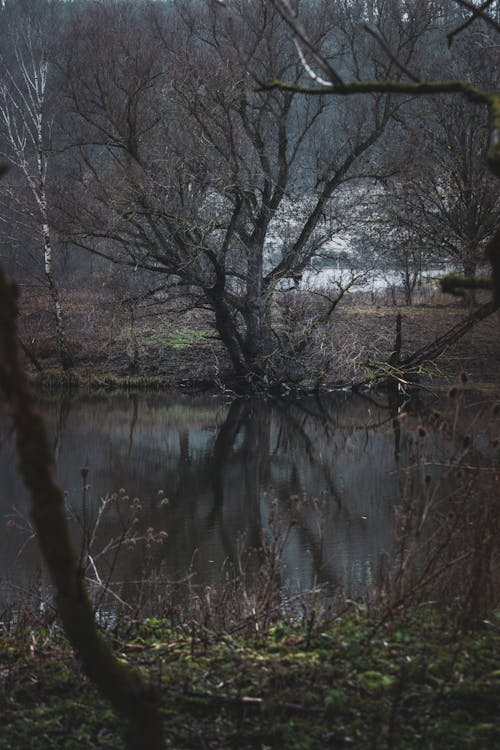 A Black Leafless Tree in the River