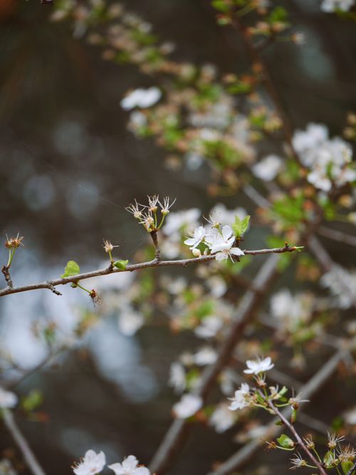 Free Captivating macro shot of spring blossoms on branches, with a soft bokeh background. Stock Photo