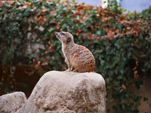Δωρεάν στοκ φωτογραφιών με meerkat, rock, άγρια φύση