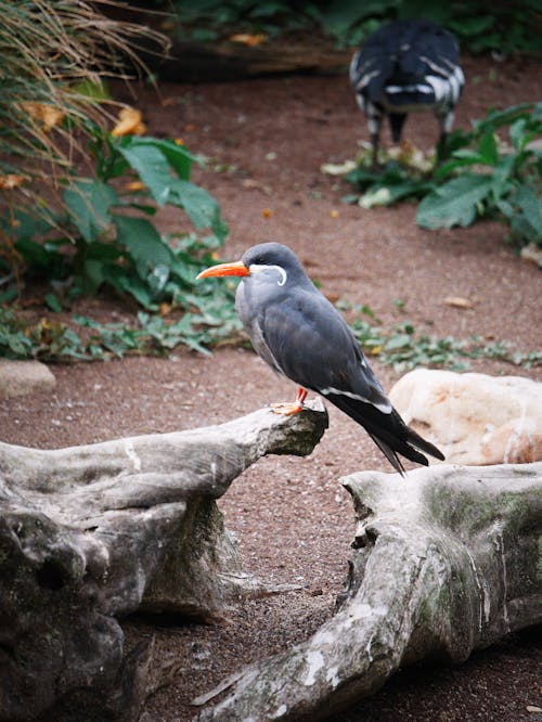 Gray Bird Perched on a Rock