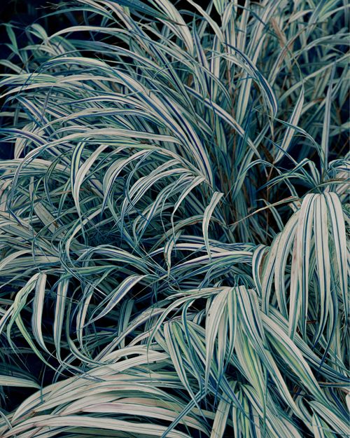 Free Close-up of lush greenery with variegated leaves, capturing the essence of natural beauty. Stock Photo