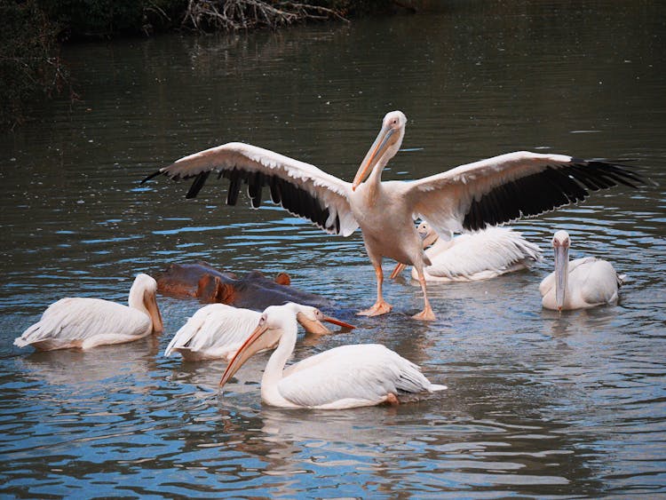 White Pelicans And Hippo Swimming On The River